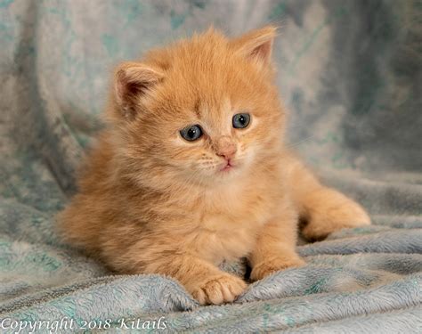 caramel kitten